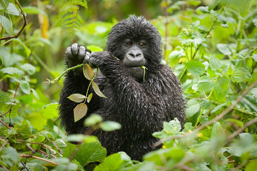 uganda gorilla trekking tours