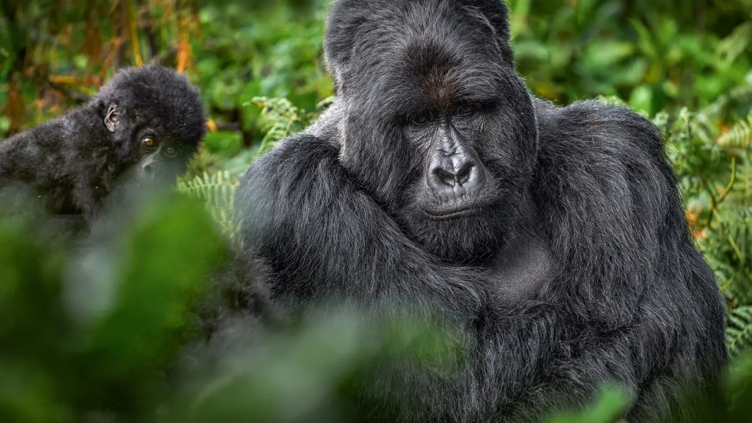 uganda gorilla trekking tours​