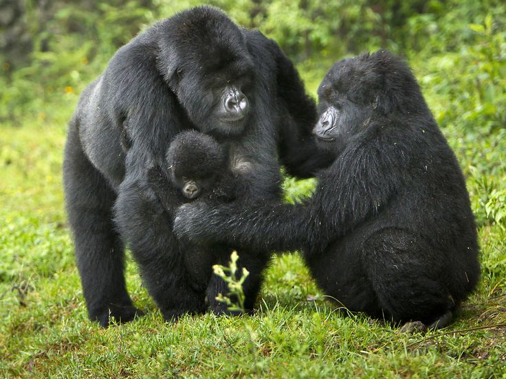 uganda gorilla trekking tours​