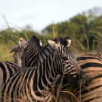 Mountain trekking in Bwindi Forest